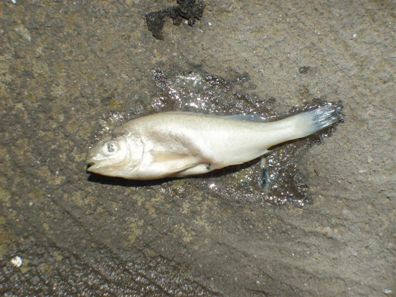 silver_perch_02 (Medium).JPG