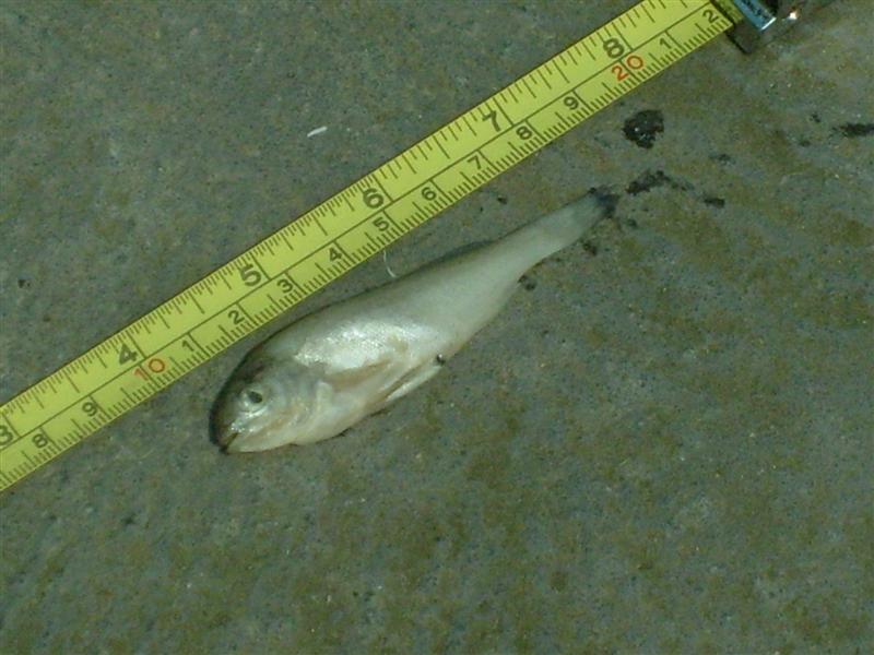 silver_perch  01  (Medium).JPG