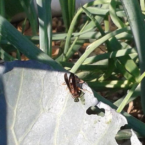 Wasp Juicing Caterpillar.jpg