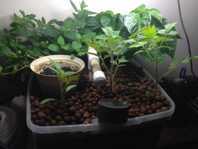 IMG_1315 (3) (800x600).jpg