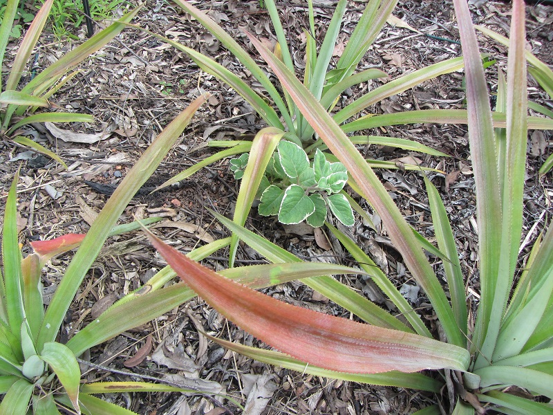 chinese 5 spice 2.jpg