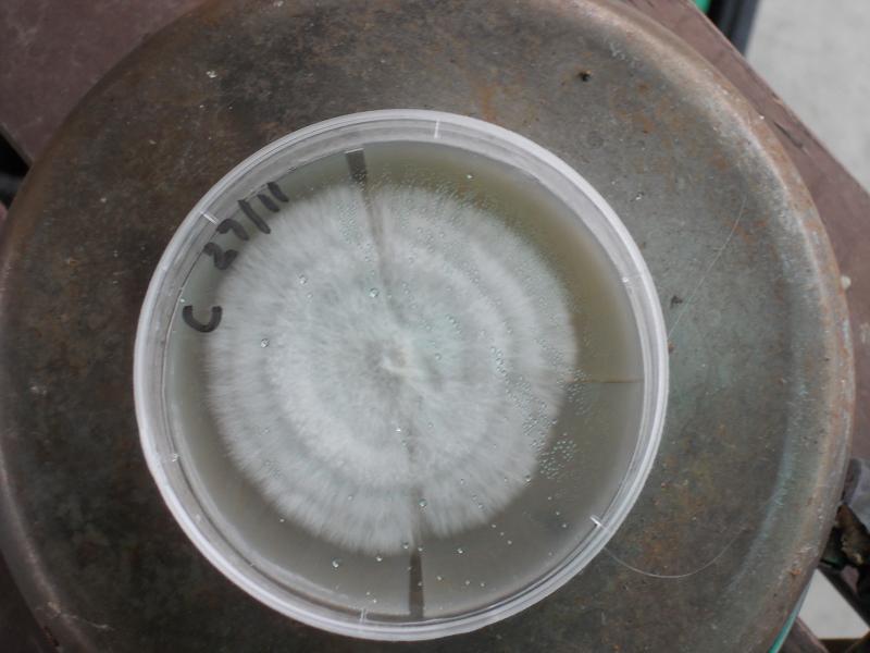 agar 9.12.2013 001.jpg