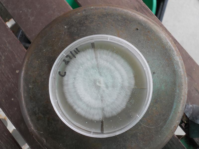 agar 9.12.2013 002.jpg