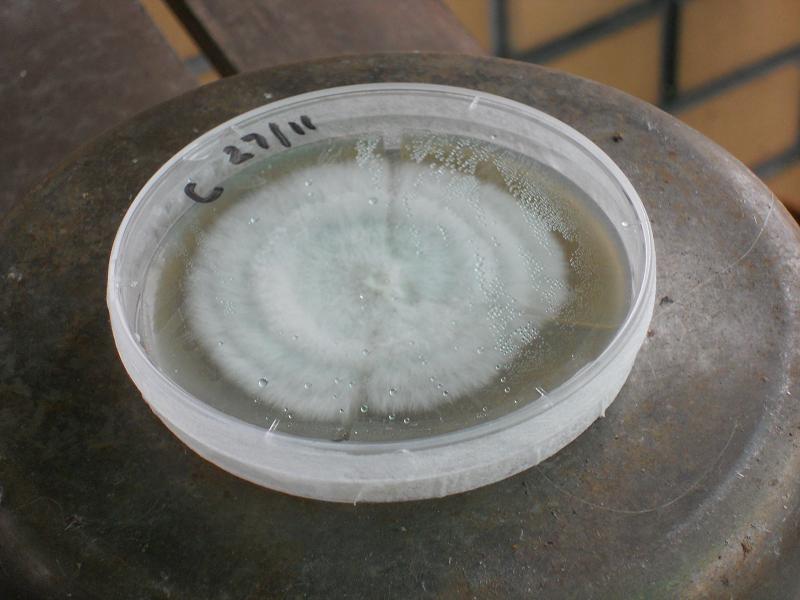 agar 9.12.2013 003.jpg