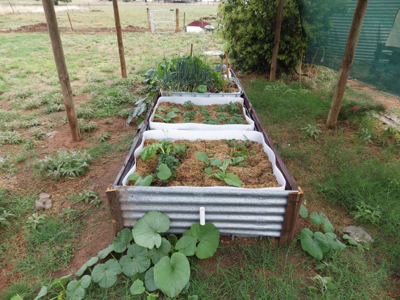 IBC wicking bed.jpg