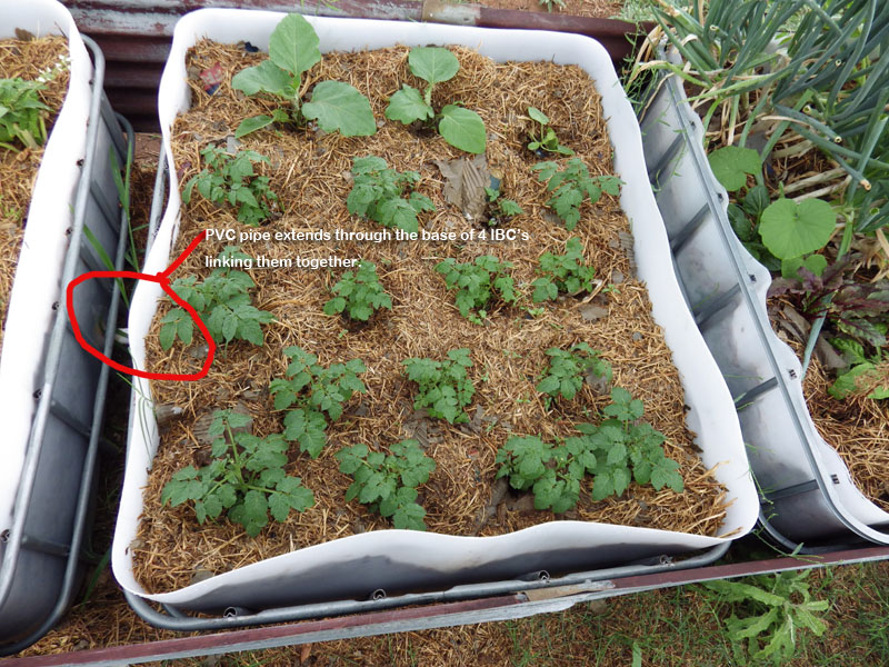 wicking bed top view.jpg