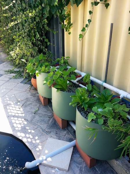 Puddle - northern GBs.jpg