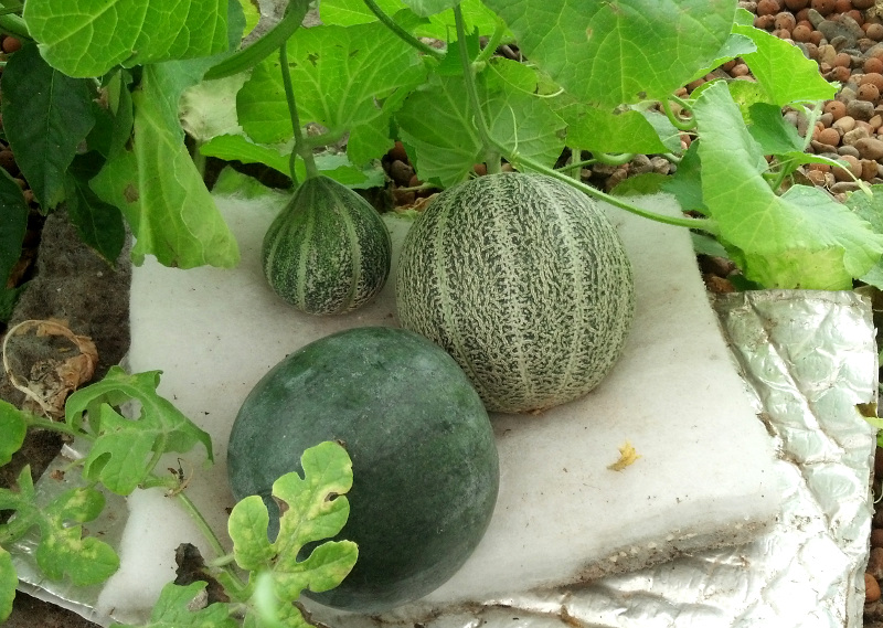 Melons20140301.jpg