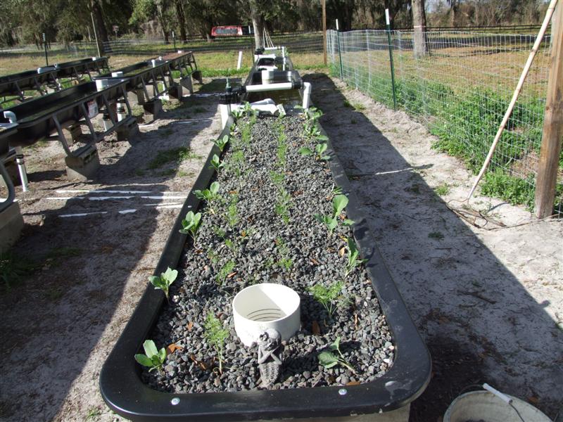 Planted Bed (Medium).JPG