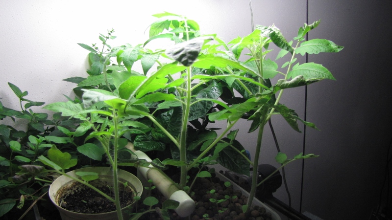 IMG_7746 (800x450).jpg