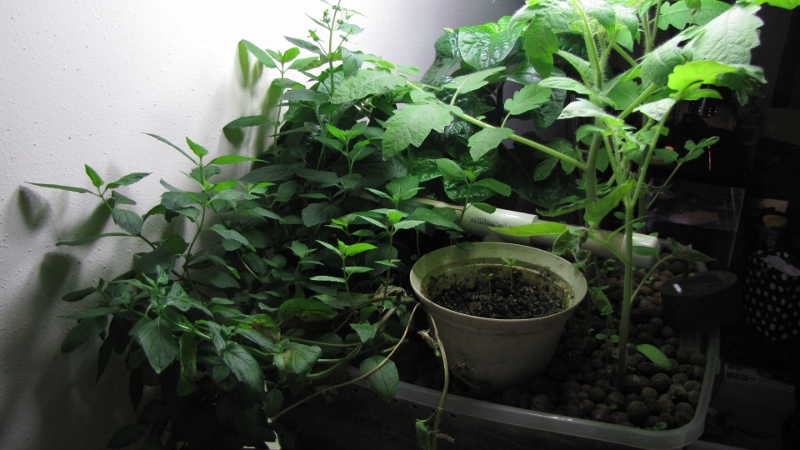 IMG_7747 (800x450).jpg