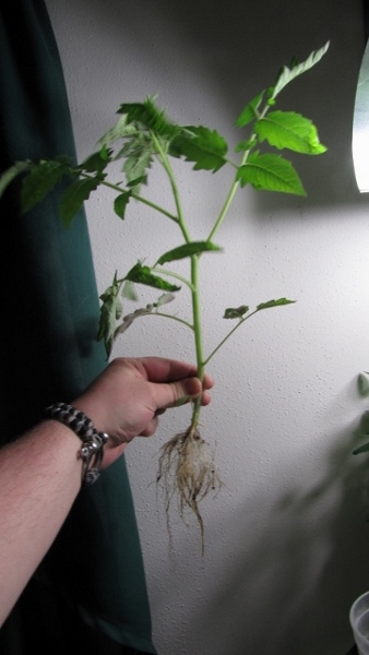 IMG_7749 (450x800) (360x640) (338x600).jpg