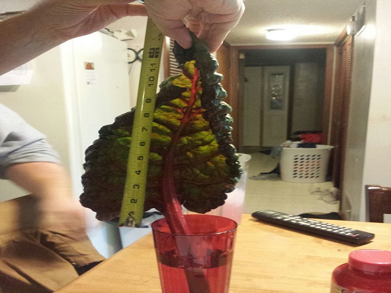 Swiss Chard leaf..jpg