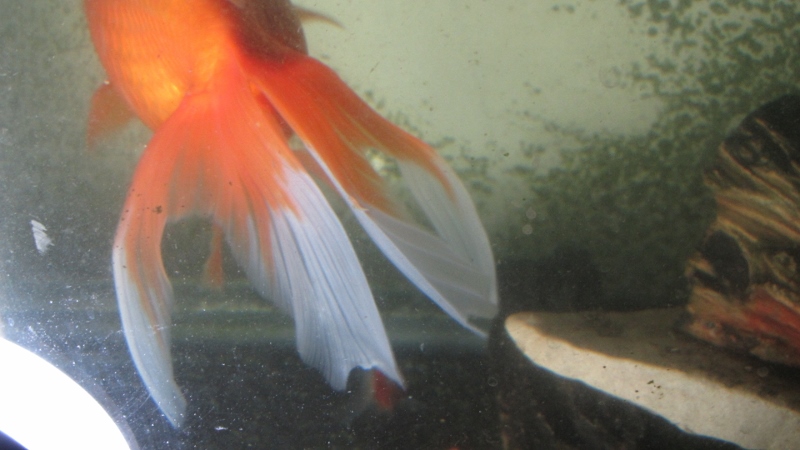 IMG_7754 (800x450).jpg