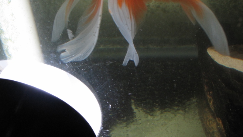 IMG_7761 (800x450).jpg