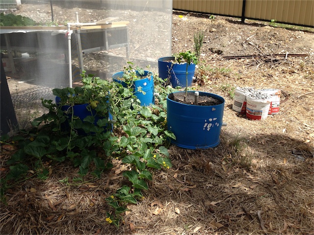 General Garden Update 05.03.14_005.jpeg