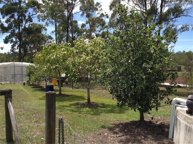 General Garden Update 05.03.14_002.jpeg