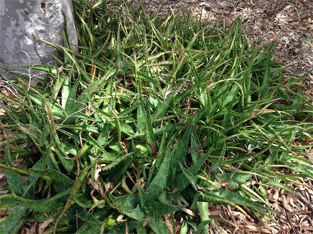 General Garden Update 05.03.14_001.jpeg