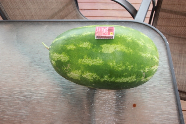 Freshly harvested.jpg