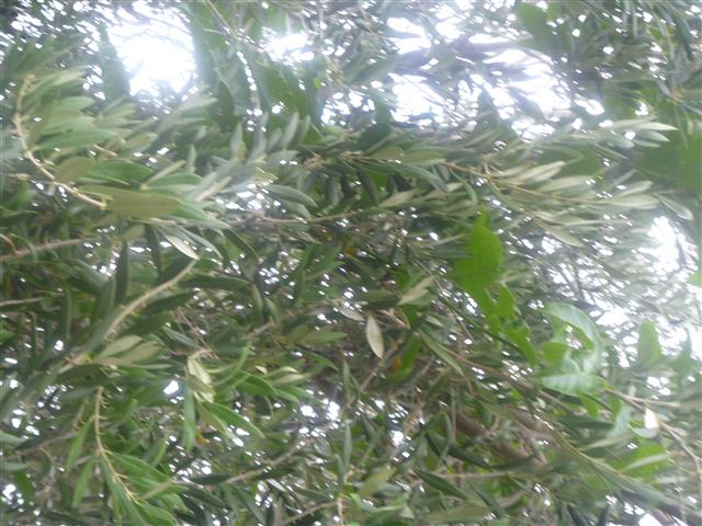 P1010588 (Small).JPG