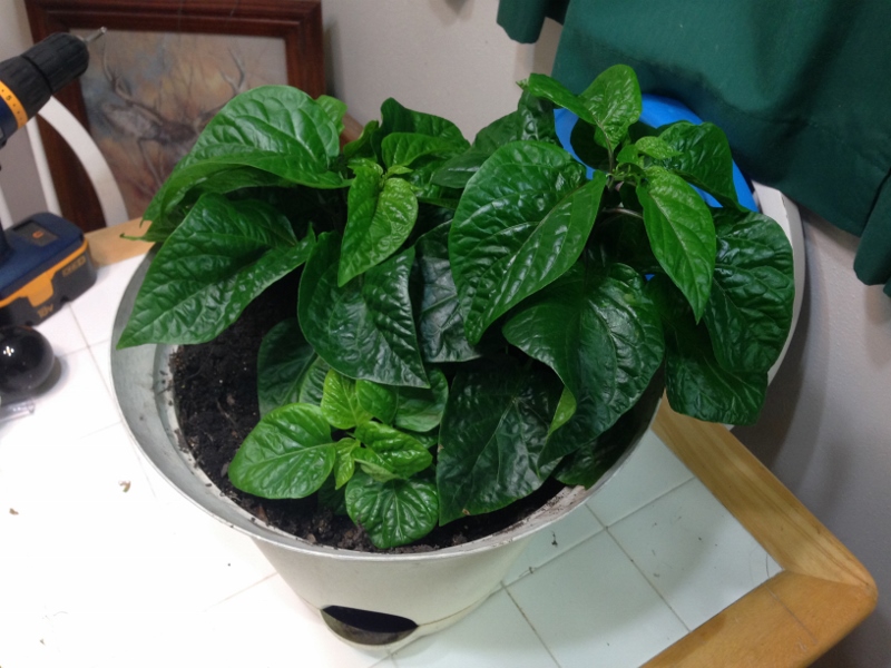 IMG_1349 (3) (800x600).jpg