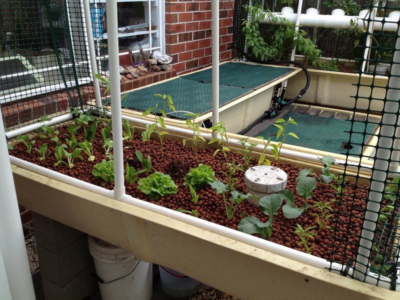 Cleaned and replanted Growbed.jpg