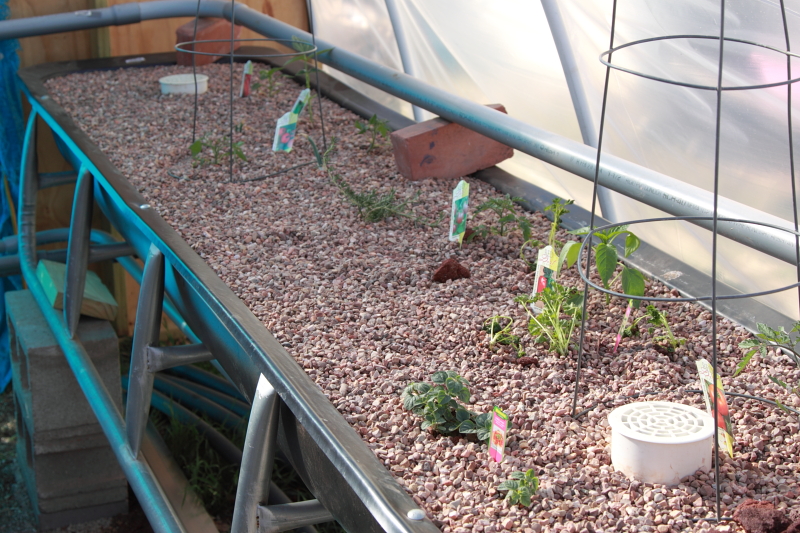 greenhouse0007.JPG
