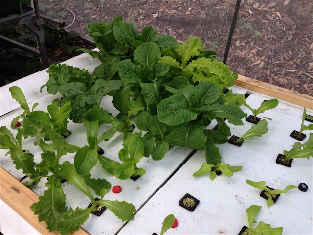 Lettuces 12.03.14_003.jpeg