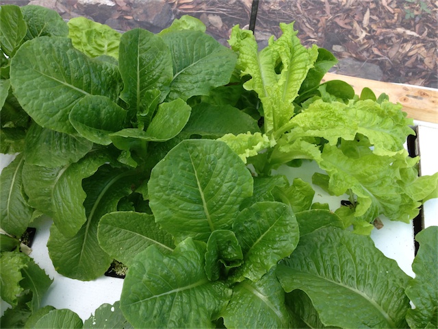 Lettuces 12.03.14_002.jpeg