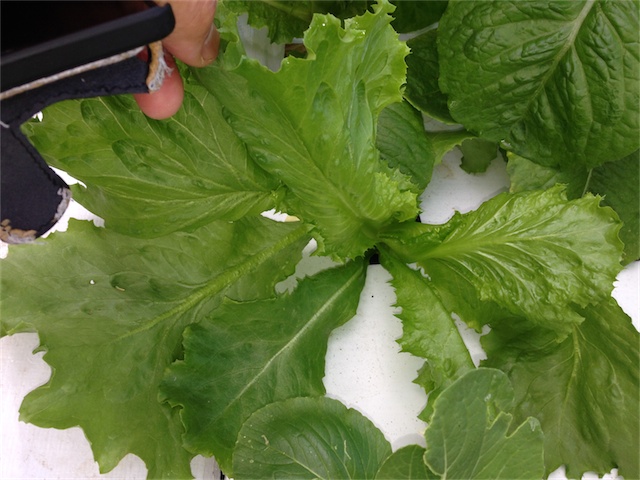 Lettuces 12.03.14_001.jpeg
