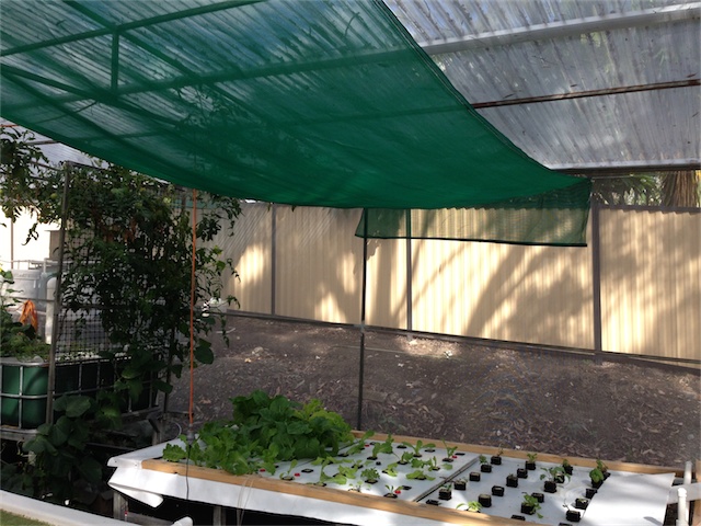 Lettuces 12.03.14_004.jpeg