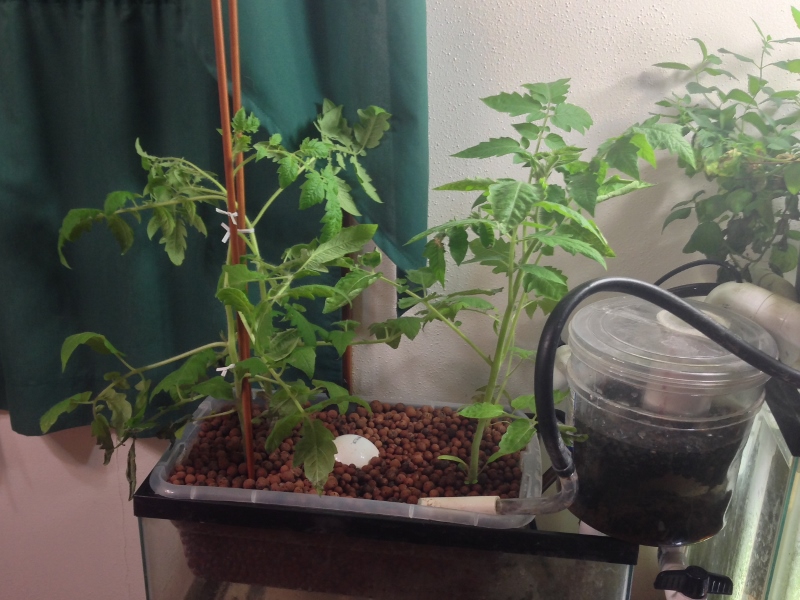 IMG_1369 (3) (800x600).jpg