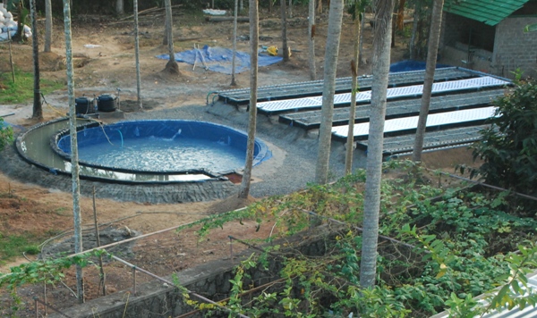 Kandanad Aquaponics unit at Srinivasan's.JPG