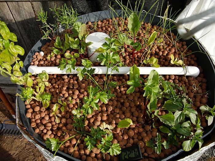 20th March Growth.jpg