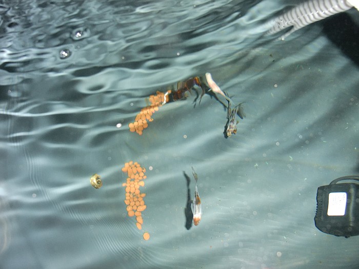 swimmin with the fishes, see.jpg