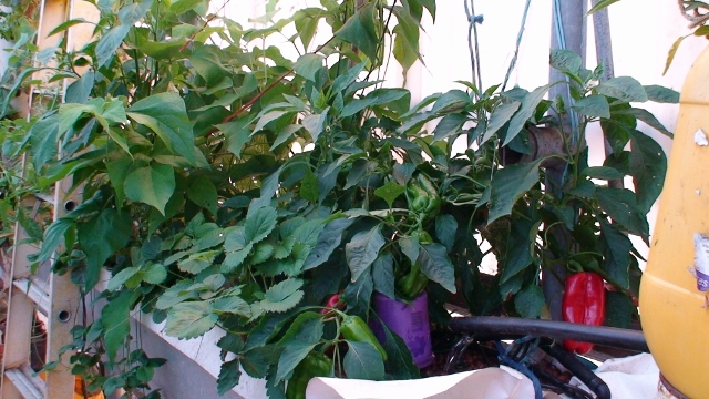 capsicums and strawberrys (640x360).jpg