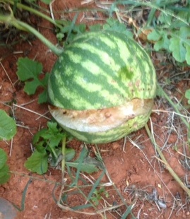 Split melon.jpg