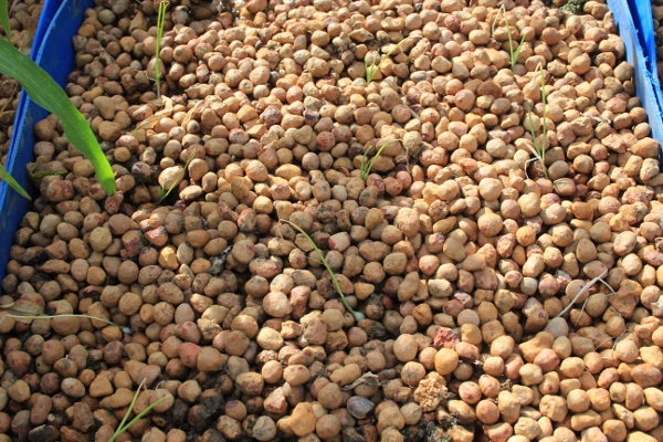 Onions in Growbeds.jpg