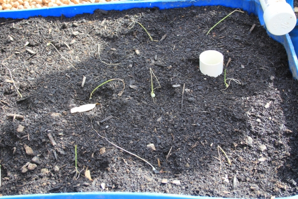 Onions in wicking beds.jpg