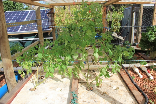 cherry tomato in DWC.jpg