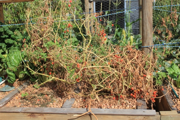 cherry tomato in beds.jpg