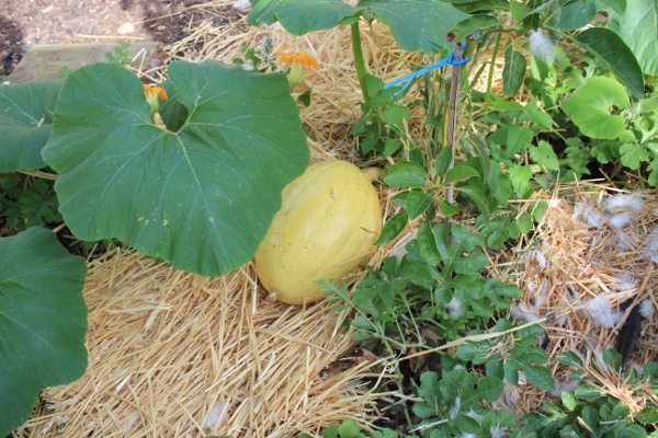 atlantic giant pumpkin - soccer ball size.jpg