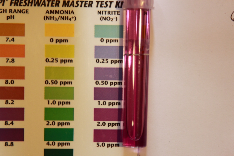Nitrite diluted.JPG