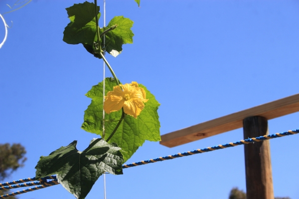 Loofah (600x400).jpg