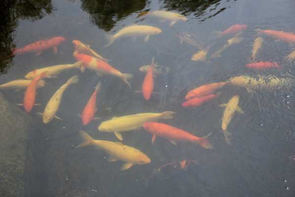 Koi in pond (600x400).jpg