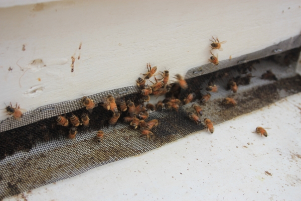 Hoarding Before Winter (600x400).jpg