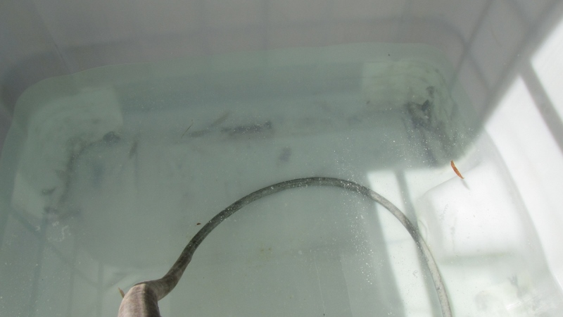 IMG_9595 (800x450).jpg