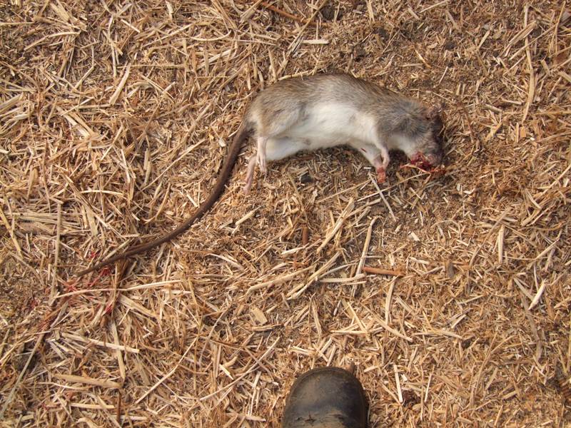 rat.JPG