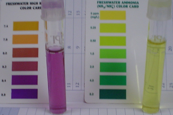 Pond Nutrients Sept 25'07.jpg