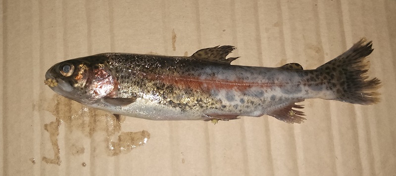 dead_trout.jpg